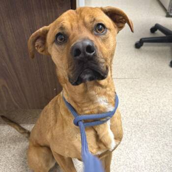 Mixed Breed Dogs Available for Adoption - Jett | PetCurious