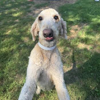 Mazy -  Poodle and Labrador Retriever Dog Available for Adoption in Birmingham, Alabama - Mazy | PetCurious
