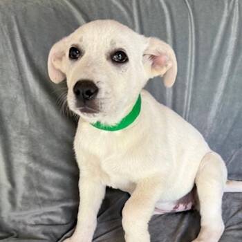 Great Pyrenees and Yellow Labrador Retriever Dogs Available for Adoption - Shasta Fizz | PetCurious