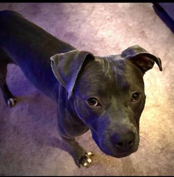 Rescue Pit Bull Terrier Dogs for Adoption in Fosters, Alabama - TRUDIE | PetCurious