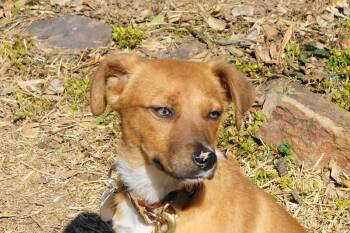 Hound and Australian Cattle Dog Blue Heeler Dogs Available for Adoption in Doylestown, Pennsylvania - Sparkles | PetCurious