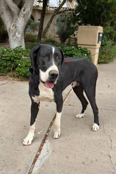 Great Dane Dogs Available for Adoption in Mesa, Arizona - Timber | PetCurious