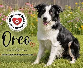 Oreo -  Border Collie Dog for Adoption in Joliet, Illinois - Oreo | PetCurious