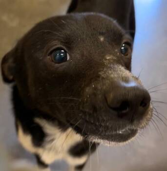 BADGER -  Australian Cattle Dog Blue Heeler Dog for Adoption in Elizabethton, Tennessee - BADGER | PetCurious