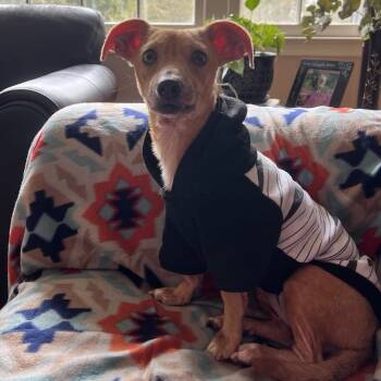 Rescue Dachshund and Mixed Breed Dogs for Adoption in Raleigh, North Carolina - Rho | PetCurious