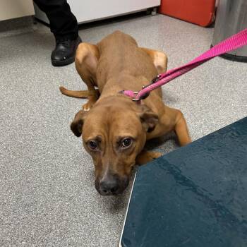 Rescue Rhodesian Ridgeback Dogs for Adoption in Batavia, Ohio - Gunther | PetCurious