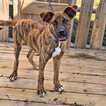 TNGC-Stray-1397 -  Black Mouth Cur and Mixed Breed Dog for Adoption in Pulaski, Tennessee - TNGC-Stray-1397 | PetCurious