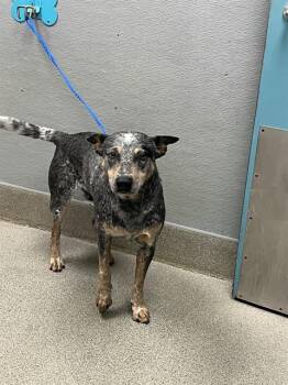 NED -  Australian Cattle Dog Blue Heeler Dog for Adoption in Las Vegas, Nevada - NED | PetCurious