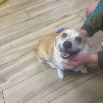 Taquito -  Corgi Dog for Adoption in Newark, New Jersey - Taquito | PetCurious