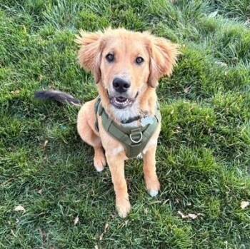 Mixed Breed Dogs Available for Adoption in Richmond, Virginia - Charlie | PetCurious