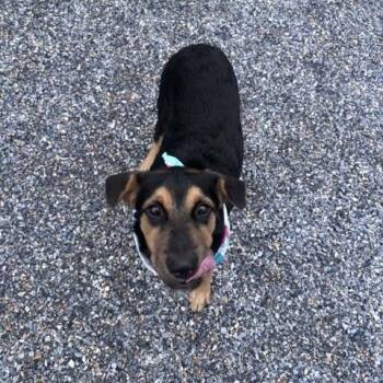 Hound Dogs Available for Adoption in Marion, North Carolina - Aragon | PetCurious