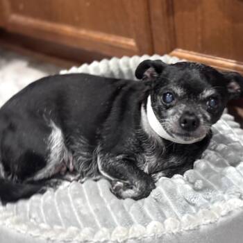 Rescue Chihuahua Dogs for Adoption in Helena, Alabama - Dixie | PetCurious