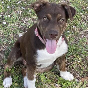 Mixed Breed Dogs Available for Adoption in Port Charlotte, Florida - Slinky | PetCurious
