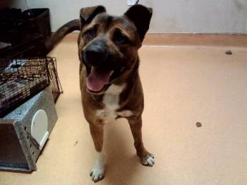 JASON -  German Shepherd Dog and Mixed Breed Dog for Adoption in Martinez, California - JASON | PetCurious