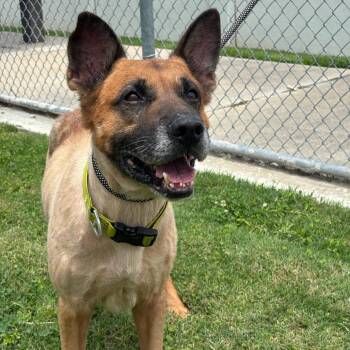 King -  German Shepherd Dog Dog Available for Adoption in League City, Texas - King | PetCurious