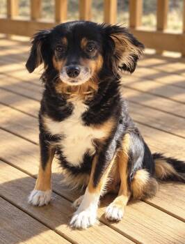 Dolly (Chi) -  Chihuahua Dog for Adoption in Troy, Alabama - Dolly (Chi) | PetCurious