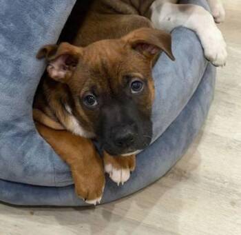 Mixed Breed Dogs Available for Adoption - Fernando | PetCurious