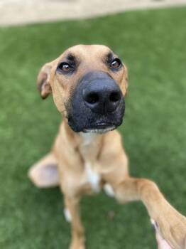 Shepherd and Rhodesian Ridgeback Dogs Available for Adoption in Carlsbad, California - Dallas | PetCurious