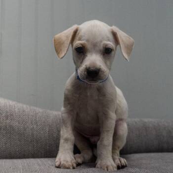 Zeke -  Chihuahua and Mixed Breed Dog for Adoption in Pawling, New York - Zeke | PetCurious