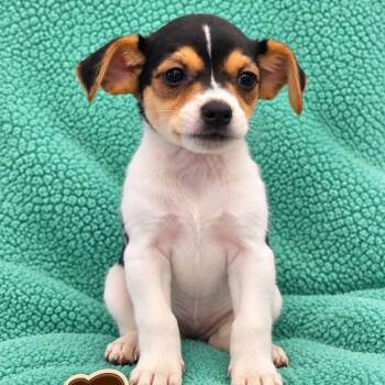 Bruno -  Rat Terrier Dog for Adoption in Mazon, Illinois - Bruno | PetCurious
