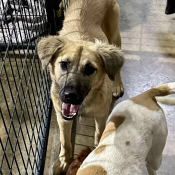 Rescue Shepherd Dogs for Adoption in Boone, Iowa - Susan | PetCurious