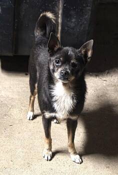 Chihuahua Dogs Available for Adoption - Charcoal | PetCurious