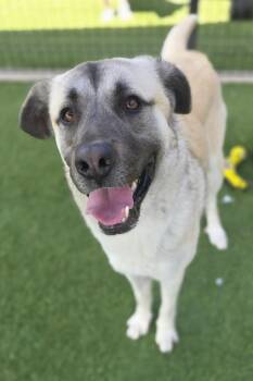 Anatolian Shepherd Dogs Available for Adoption in Little Elm, Texas - Leon | PetCurious