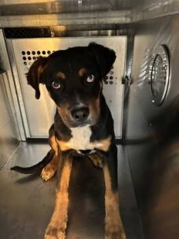 Rottweiler and Mixed Breed Dogs Available for Adoption - Birdie | PetCurious