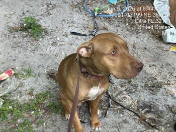 LINK -  Pit Bull Terrier and Mixed Breed Dog for Adoption in Ocala, Florida - LINK | PetCurious
