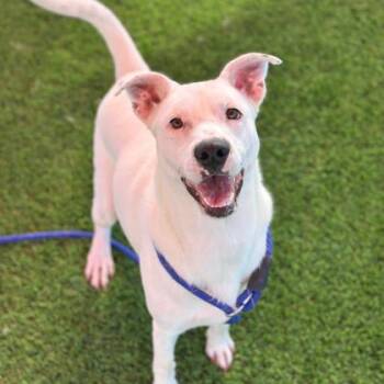 Casper (Dulce de Leche*) -  Pit Bull Terrier and Mixed Breed Dog for Adoption in El Paso, Texas - Casper (Dulce De Leche*) | PetCurious