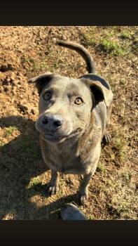 Ash -  Labrador Retriever Dog for Adoption - Ash | PetCurious