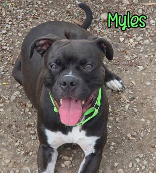 Boxer Dogs Available for Adoption in Port Clinton, Ohio - Myles | PetCurious