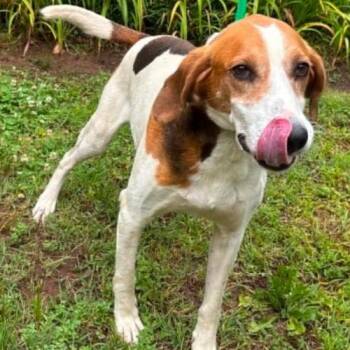 King -  Hound and Mixed Breed Dog for Adoption in Chester, Maryland - King | PetCurious