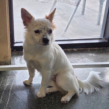 Rescue Papillon Dogs for Adoption in Chico, California - BALLERINA | PetCurious