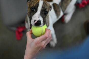 Rescue Pit Bull Terrier Dogs for Adoption in Kalamazoo, Michigan - Archer | PetCurious