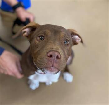 Pit Bull Terrier Dogs Available for Adoption - CANELA | PetCurious
