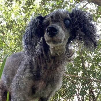 Bern -  Poodle Dog for Adoption in Columbia, South Carolina - Bern | PetCurious