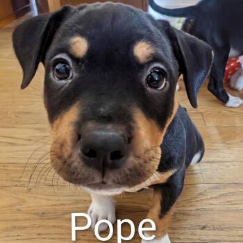 Pope D12366 -  Pit Bull Terrier and Husky Dog for Adoption - Pope D12366 | PetCurious