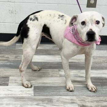 Baby Doll -  American Bulldog Dog for Adoption in Lufkin, Texas - Baby Doll | PetCurious