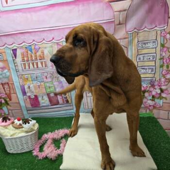 Sherlock -  Bloodhound Dog for Adoption in Statesboro, Georgia - Sherlock | PetCurious