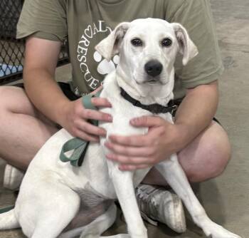 Kare Bear -  Labrador Retriever Dog for Adoption in Orland Park, Illinois - Kare Bear | PetCurious