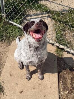 Ducky -  Mixed Breed Dog for Adoption in Marion, Ohio - Ducky | PetCurious