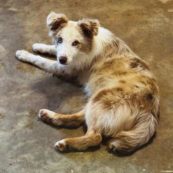 Tally -  Australian Shepherd and Mixed Breed Dog for Adoption in Brownsboro, Alabama - Tally | PetCurious