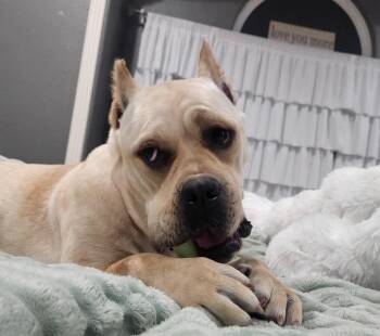 Cane Corso and Boxer Dogs Available for Adoption in Friendswood, Texas - Piper Squishy Lovebug | PetCurious