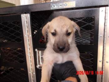 Alex Karev -  Mixed Breed Dog for Adoption in Hobbs, New Mexico - Alex Karev | PetCurious
