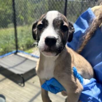 Camron -  Mixed Breed Dog for Adoption in Uniontown, Pennsylvania - Camron | PetCurious