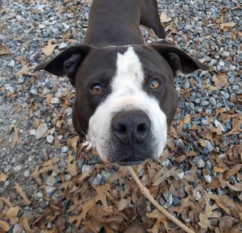 Rescue American Bully Dogs for Adoption in Charlottesville, Virginia - DEXTER Fabulous Family Dog Fostering In Norwalk CT! Ask For His  | PetCurious