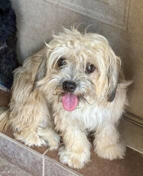 Carmelita -  Terrier Dog for Adoption in Mcallen, Texas - Carmelita | PetCurious