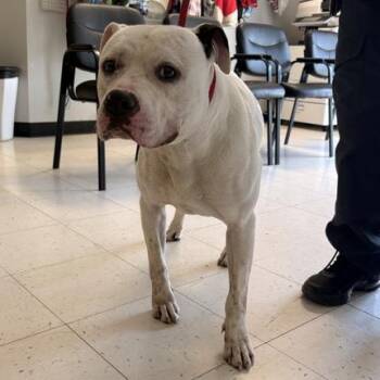 Nordic Rider -  Mixed Breed Dog for Adoption in Davenport, Iowa - Nordic Rider | PetCurious