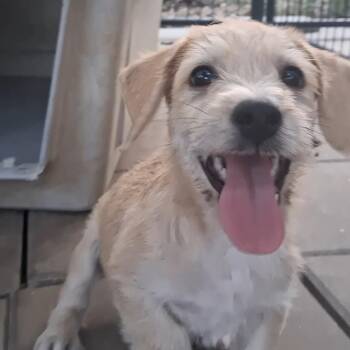 Frosty -  Mixed Breed Dog for Adoption in Carson, Mississippi - Frosty | PetCurious